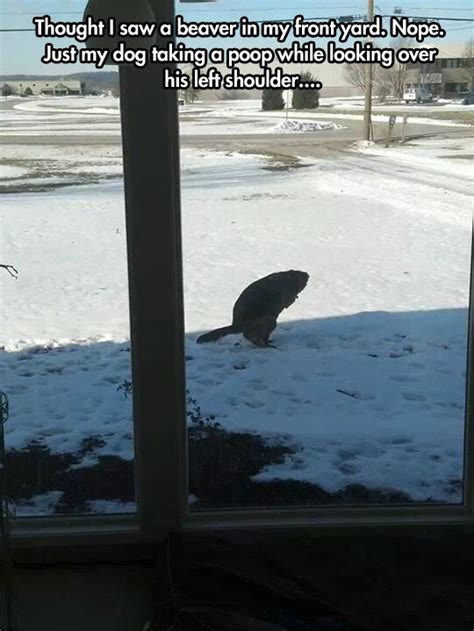I have had a dog or dogs since i was a 3 and my dad died. thought I saw a beaver in my yard... nope just my dog ...