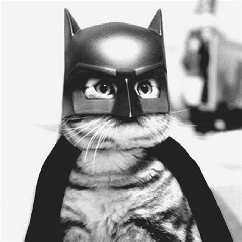 Batman Uh Catman Pet Costumes Cute Animals Animals