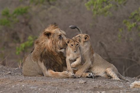 Population Of The Majestic Asiatic Lions In Gir Forest Up By 29