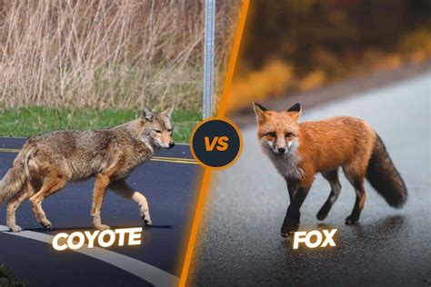 Coyote Vs Fox 11 Key Differences Between Them