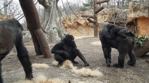 Franklin Park Zoo Opens 91m Gorilla Grove Habitat Cbs Boston