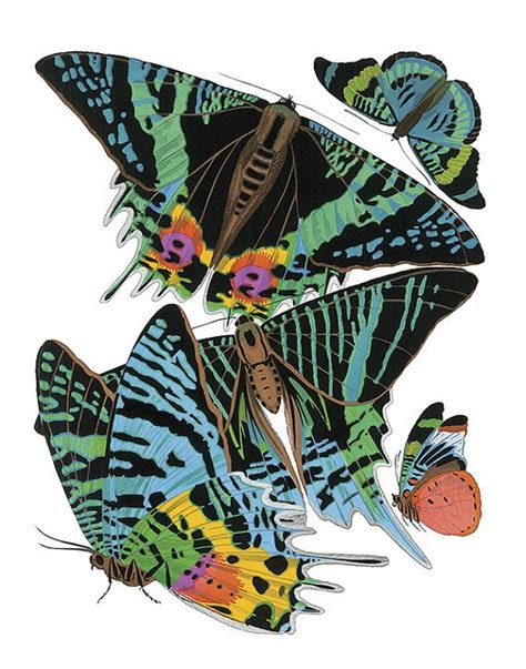 Antique Botanical Print Wall Art Print Butterflies Insects