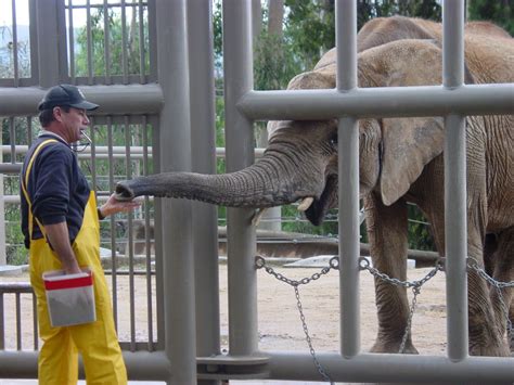 Elephants In Captivity Do They Really Live Longer Siowfa15 Science