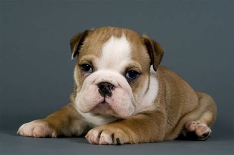 59 Free English Bulldog Puppies Adoption Image Bleumoonproductions