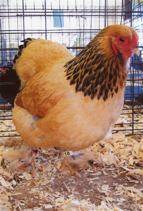 Buff Brahma Bantam Chickens For Sale Cackle Hatchery
