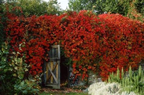 The climbing rose is almost thornless, and blooms can. Top 10 climbers for shady walls | The Times