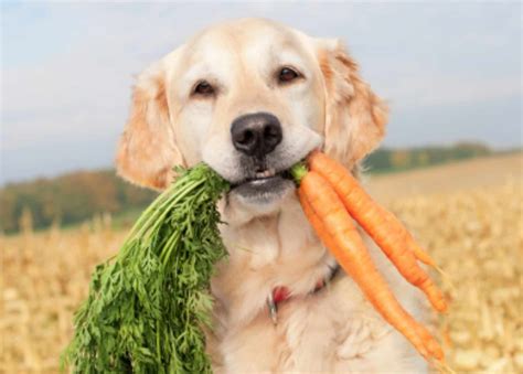 Can Dogs Eat Carrots 5 Health Benefits And Side Effects