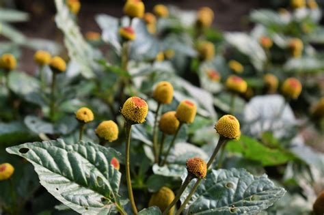 How To Grow Spilanthes Indie Herbalist