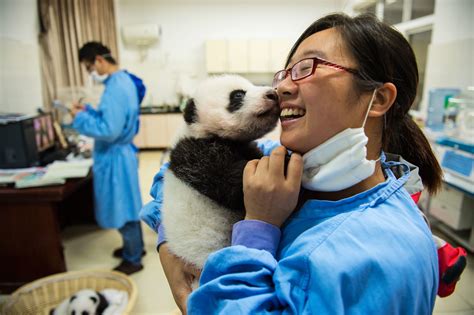 Pandas Get To Know Their Wild Side National Geographic Images