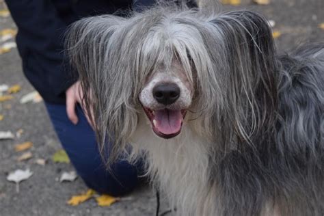 Chinese Crested Information And Dog Breed Facts