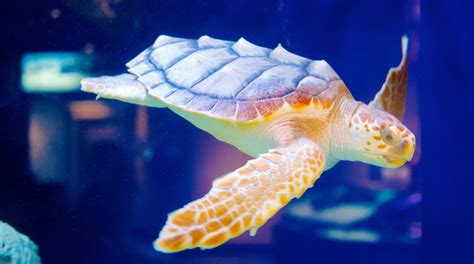 Visit South Carolina Aquarium In Charleston Expedia