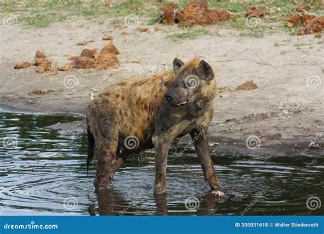 Spotted Hyena Resting In A Pool Of Water Savuti National Park