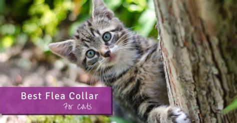 Related:seresto flea collar for cats flea collar for dogs cat collar. Best Flea Collar For Cats (Updated 2020) - Pest Survival Guide