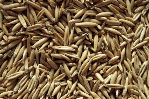Oats Seed Germination Period Temperature Process Agri Farming
