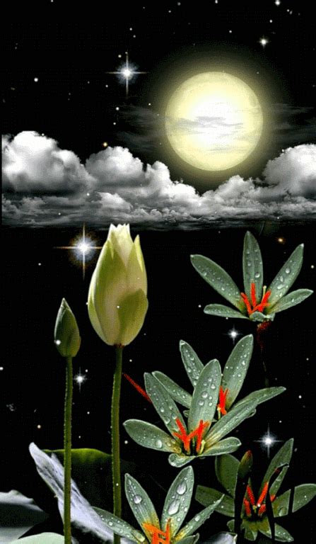 Lovely Good Night Good Night Flowers Good Night Prayer Good Morning