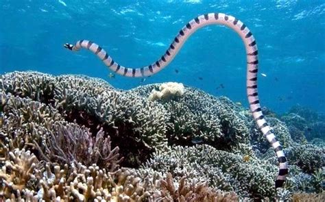 The Top 10 Deadliest Sea Snakes Owlcation