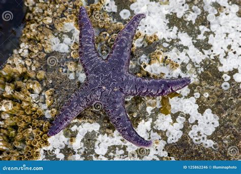 Purple Sea Star Pisaster Ochraceus Gabriola Island British Columbia