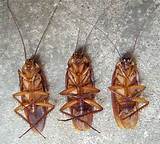 Images of Cockroach Facts
