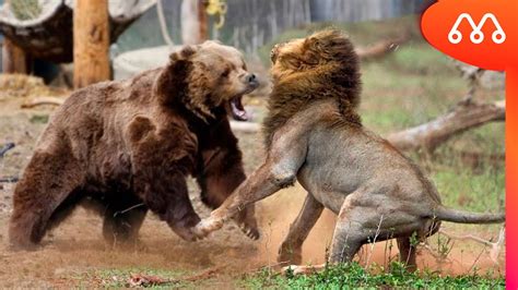 LeÃo Vs Urso Quem Vence Essa Batalha Lion X Bear Fight Youtube