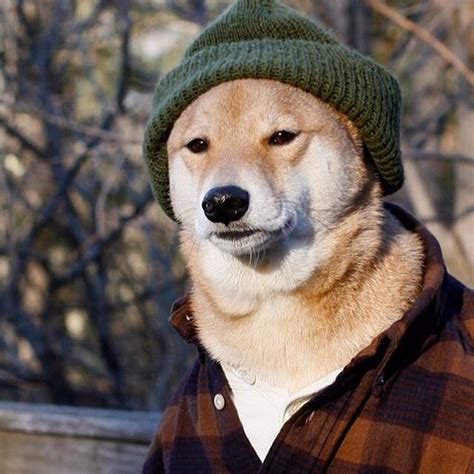 Find and save pfp memes | an acronym that means picture for proof, largely used in text. Meme Pfp Dog - This Is A Fiasco Bro Cute Russian Shiba Dog ...