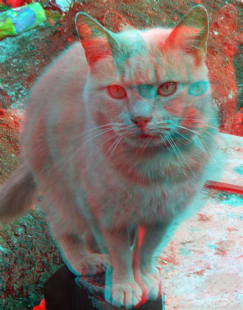 Available as an effect, virtual instrument or standalone application. Cat 3D anaglyph red blue glasses to View | Steve Woodmore ...