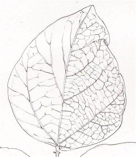 Step By Step Bean Leaf Pencil Illustration By Botanical Illustrator