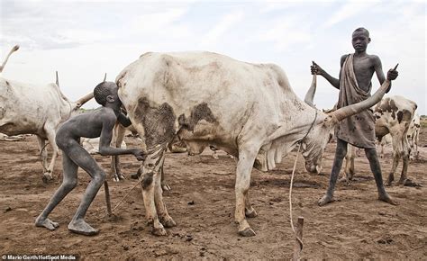 The South Sudanese Tribe Who Use Cows As Currency Drink Straight From