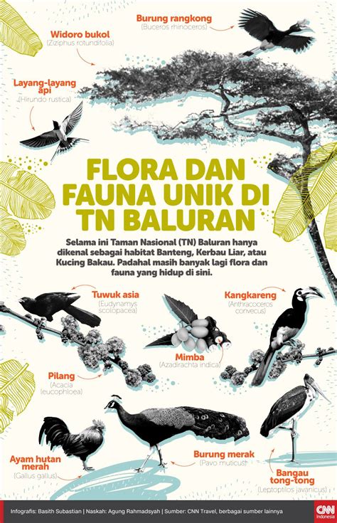 Jika sobat sedang mencari referensi obyek wisata di banyuwangi semoga terbantu dengan ulasan berikut ini. Flora dan Fauna Unik di TN Baluran | Habitat, Flora ...