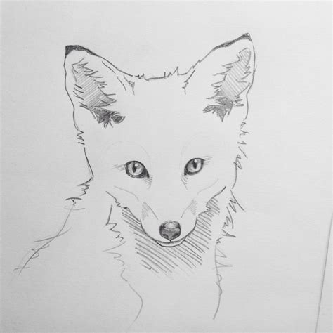 Baby Fox Sketch Will Look More Distinctive With Colour