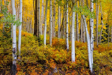 Colorado Picture Of Aspen Trees Fall Color Fine Art Print Photos By