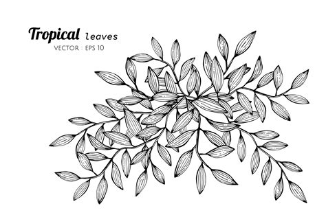 Tropical leaves drawing illustration. 416403 Vector Art at Vecteezy
