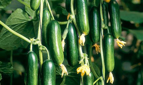 Plant Of The Week Cucumber Cucino Life And Style The Guardian