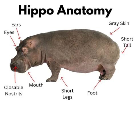 Hippopotamus Facts For Kids All You Need To Know