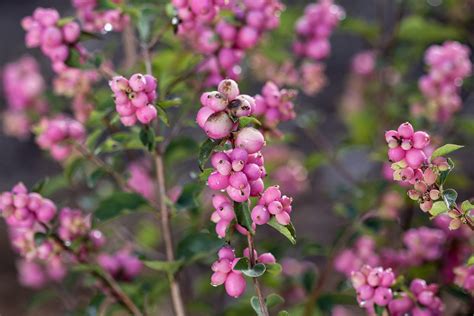 Shrubs For Late Summer Snowberry — Handy Andys Nursery