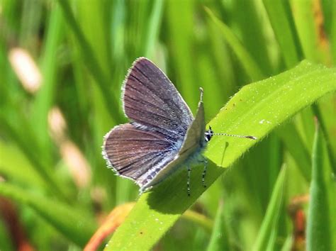 Small Blue Fontmell Down Dorset Butterflies