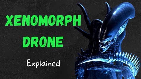 Xenomorph Drone Explained Alien Lore Youtube