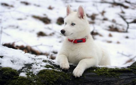 10 Things You Didnt Know About The White Siberian Husky