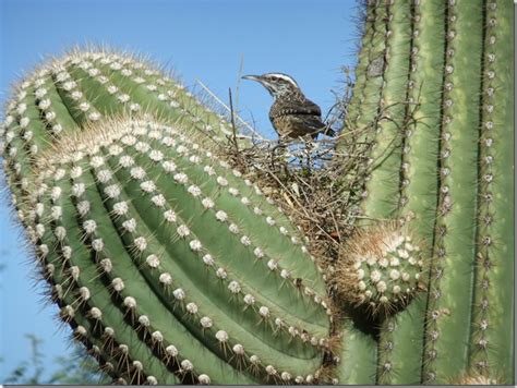 Any american wren of the genus campylorhynchus , of arid regions, esp. KL's Sonoran Nature Journal: My Favorite Bird Nests, Part II