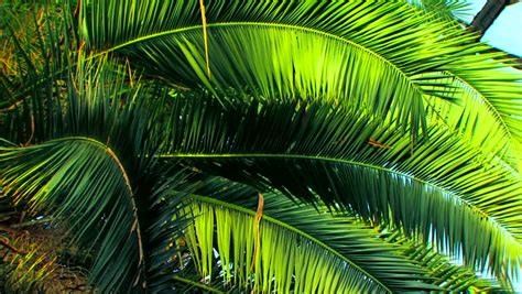 Beautiful Palm Branches In The Sun Stock Footage Video 873901