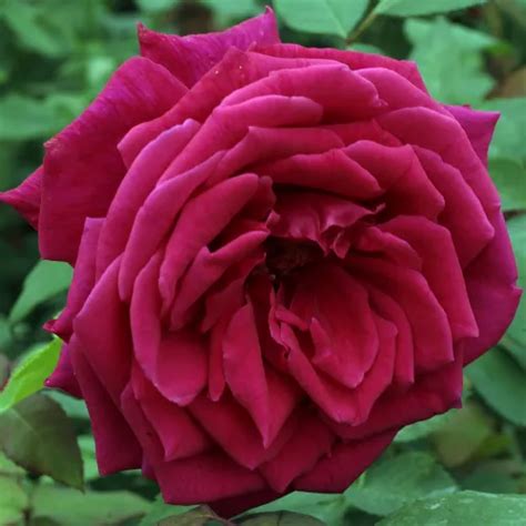 Red Hybrid Tea Discrete Fragrance Volcano Roses Online Delivery