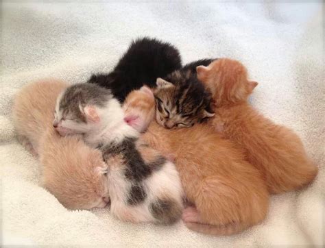 Pile Of Tiny Kittens Mama Cat Kittens Cats