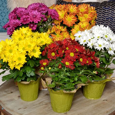 Good Taste Fun Floral Mums For Fall Mums Reign As The