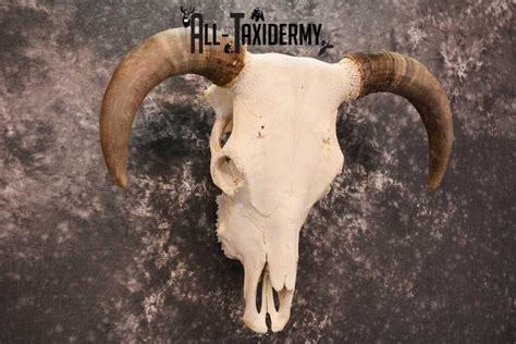 Hereford Bull Taxidermy Skull For Sale Sku 1728 All