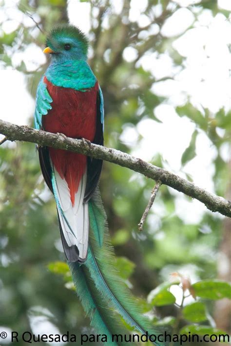 Galería Fotos Del Quetzal Ave Nacional De Guatemala En 2022 Ave
