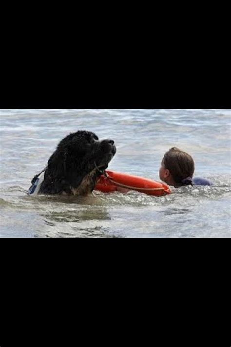 Cute Dog Saves And Protects Owner From Drowning Videos Compilation In