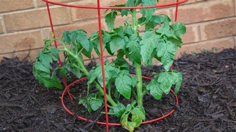 How To Use Tomato Cages The Right Way 5 Steps To Success