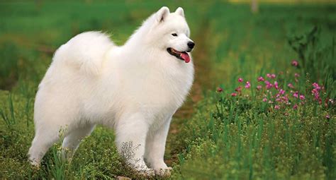 Samoyed Dog Breed Information Pictures Characteristics Facts Dogtime