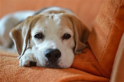 The Quiet Dog Breeds You Should Consider Especially For Apartments