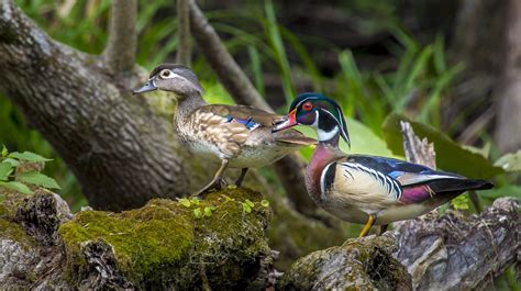 Pin On Coastal Birds