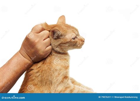 Catch A Cat Stock Image Image Of Stop Safe Touch Grabbing 79076311